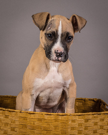 Foster Barnabas-4520