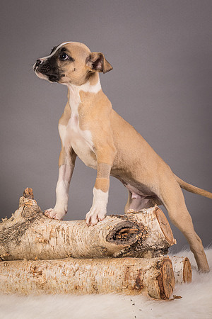 Foster Barnabas-4566
