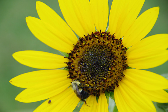 sunflowers-9258