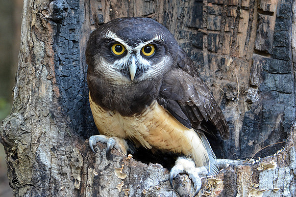 screech owl-1976