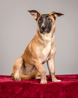 Foster Gabby-3988