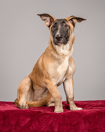 Foster Gabby-3988