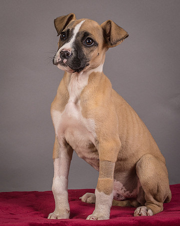 Foster Barnabas-4545