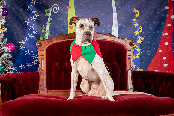 Foster Sylvester-0936