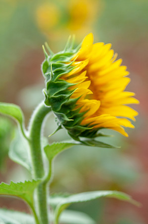sunflowers-8721