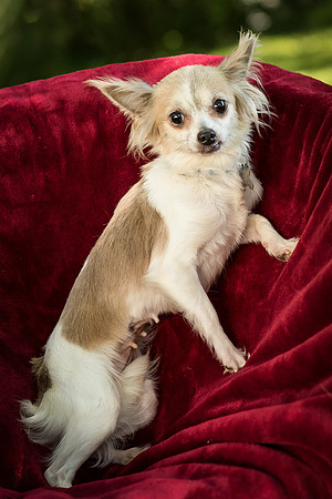Foster Marta-7809