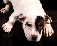 Foster Teddy-1225