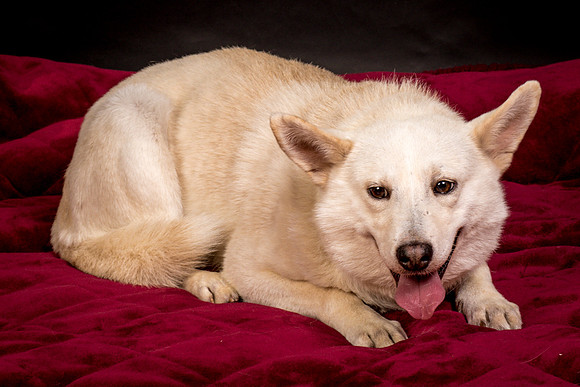 Foster Apache-0574