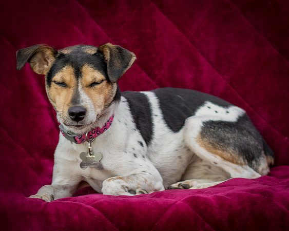 Foster Buffy-5591