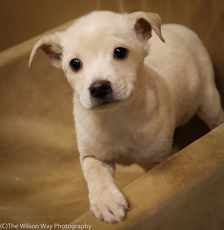 Foster Signey-0262