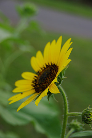 sunflowers-9236