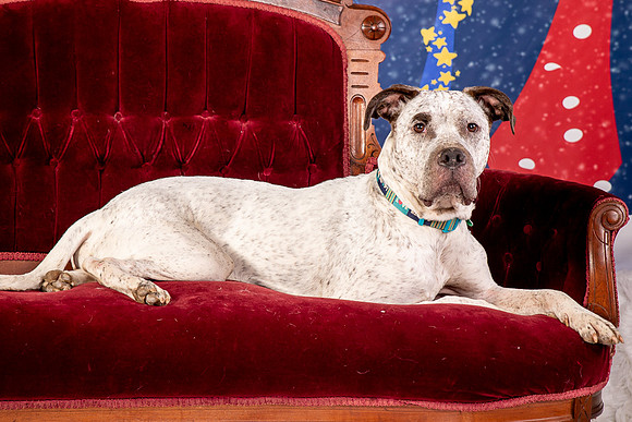 Foster Sylvester-0961