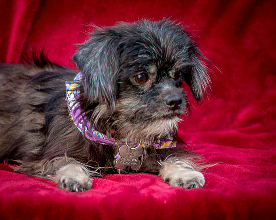 Foster Selene-2773