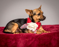 Foster Mavis-4050