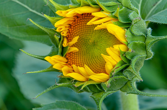 sunflowers-1906