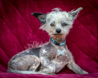 Foster Freckles-5359