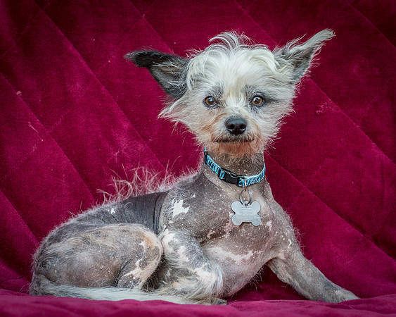 Foster Freckles-5359