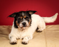 Foster-4652