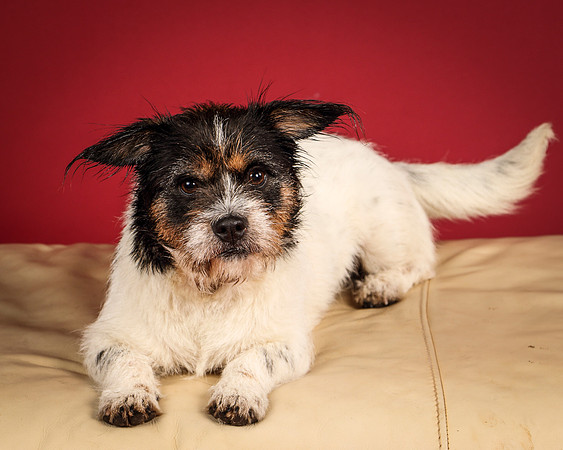 Foster-4652