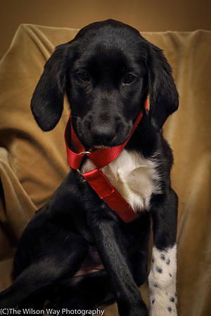 Foster Carolina-0808