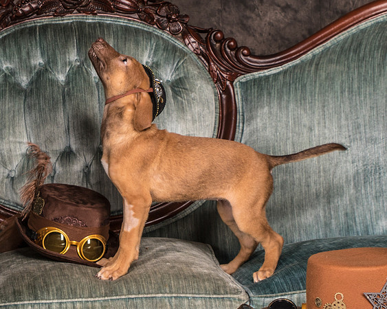 Foster Bronwyn-8295