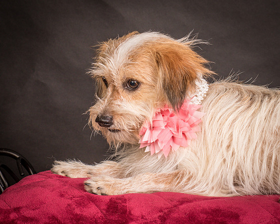 Foster Tiny-1559