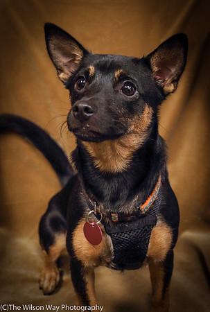 Foster Joni-0674
