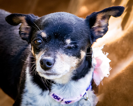 Foster Leela-8053
