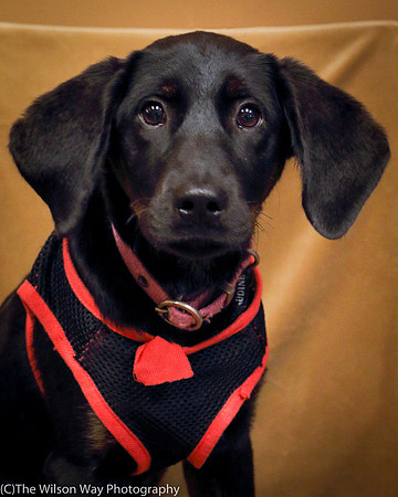 Foster Claudine-0940