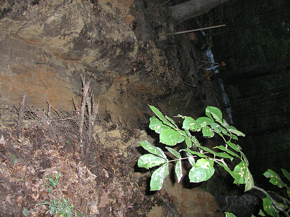 Septic Tank-1010035