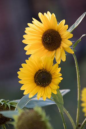 sunflowers-1945