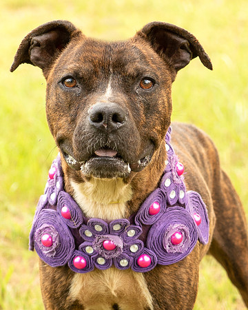 Darlington - Chloe-8651