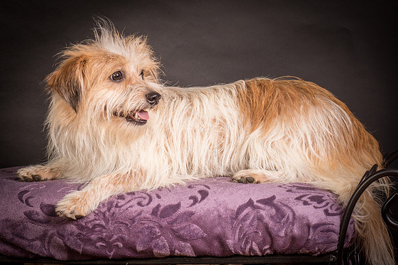 Foster Tiny-1423