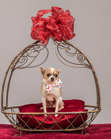 Foster Skippy-2259
