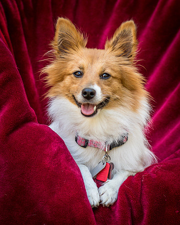 Foster Brandi-3301