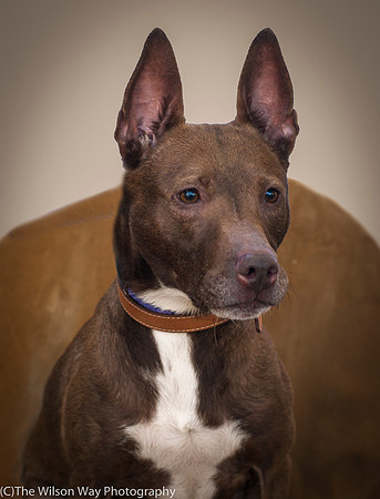 Foster Twix-8891
