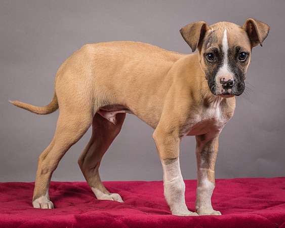 Foster Barnabas-4516