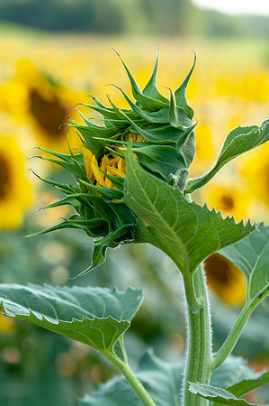 sunflowers-1926