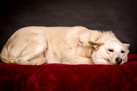Foster Apache-0515