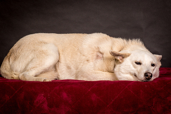 Foster Apache-0515