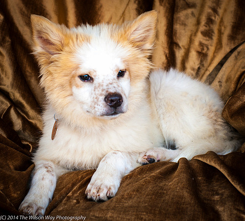 Foster Chai-8861