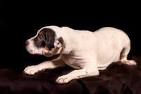 Foster Teddy-1215