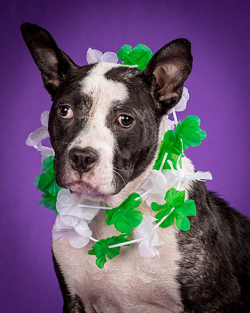 Foster Claire-4215