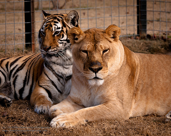 Suzies Pride-2652