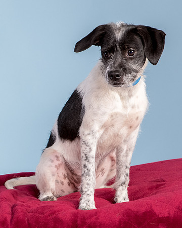Foster Billie-8186