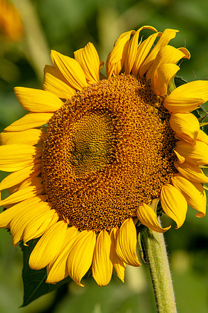 sunflowers-1770