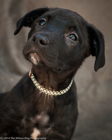 Foster Pokey-2435