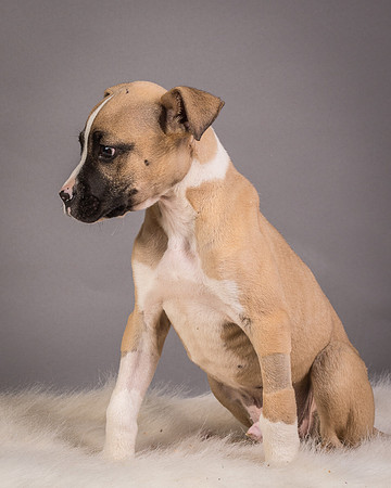 Foster Barnabas-4572