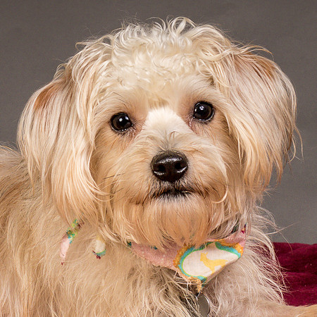 Foster Henrietta-8420