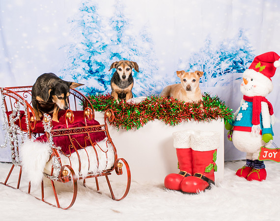 Lewis-0535